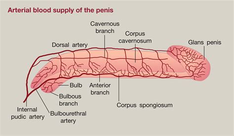 dick images|Penis: Anatomy, Picture, Erection, and Ejaculation